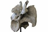 Massive, Apatosaurus Cervical Vertebra On Stand - Colorado #109178-4